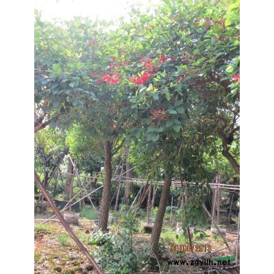 广州地区供应大量山瑞香袋苗