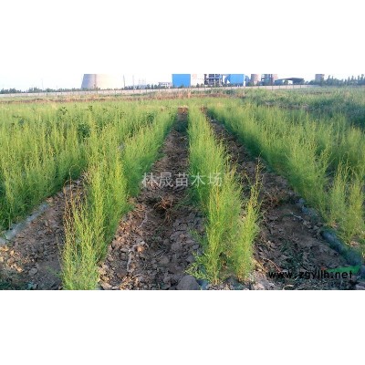 松柏柽柳（又叫盐松）