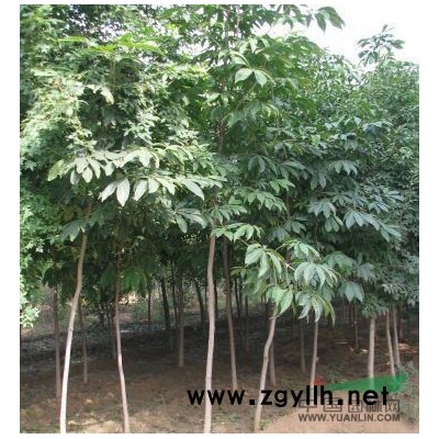 河南供应七叶树、皂角、文冠果、龙爪槐、漆树、栾树、杨树、刺槐