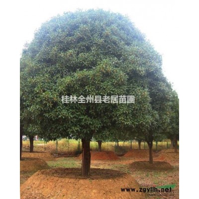 桂花树茶花供应桂林桂花树/桂花树报价/茶花报价