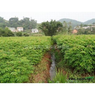 摇钱树苗供应 出售摇钱树小苗