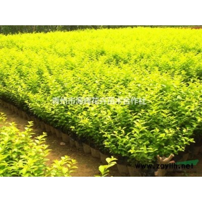 出售山东桂花 国槐价格法桐种植基地