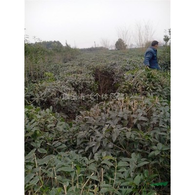 长期出售桂花小苗，樱花小苗