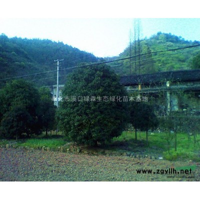 供应生态绿化金桂