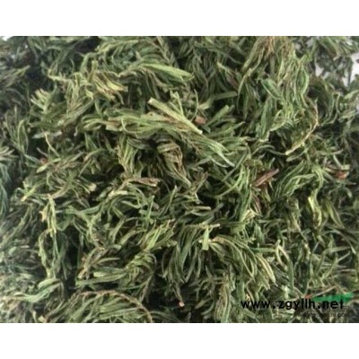 出售十年生红豆杉