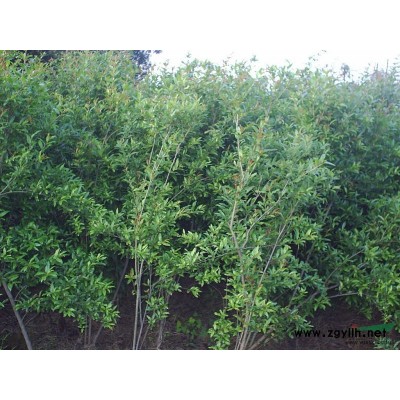 金森女贞，高度：50，冠幅：50，有大量供应