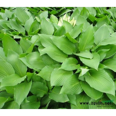 3公分紫叶李 3公分红叶李  江苏沭阳紫叶李