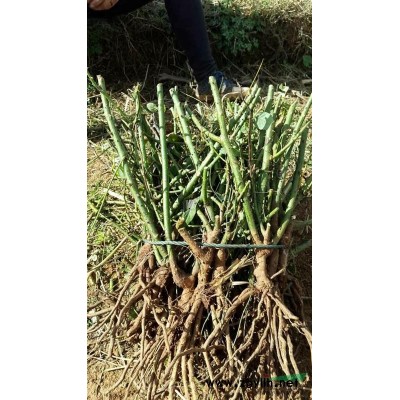 食用玫瑰苗，四季玫瑰苗，紫枝玫瑰，丰花玫瑰，平阴一号