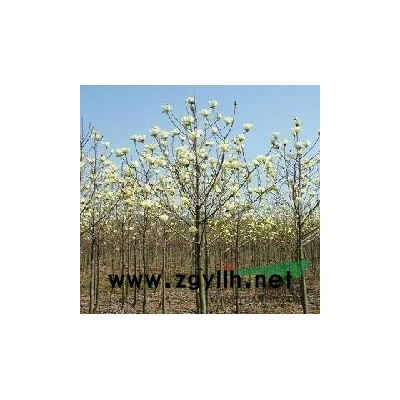 1米红叶石楠球/1.3米红叶石楠球/1.5米红叶石楠球价格是