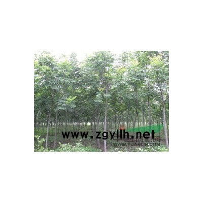 江苏供应朴树苗