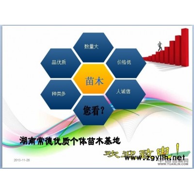 常德周边大量供应多种苗木（樟树、桂花树、银杏等）