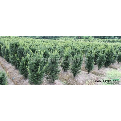 出售地径2-6公分的曼地亚红豆杉大树