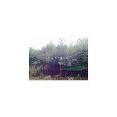 红豆杉2到10公分