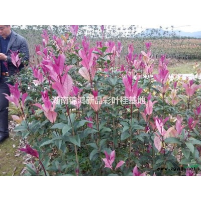 湖南珍珠彩叶桂