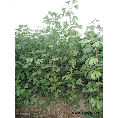 低价供应四川地区银杏小苗