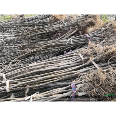 优质玛斯义陶芬无花果苗出售 提供技术支持