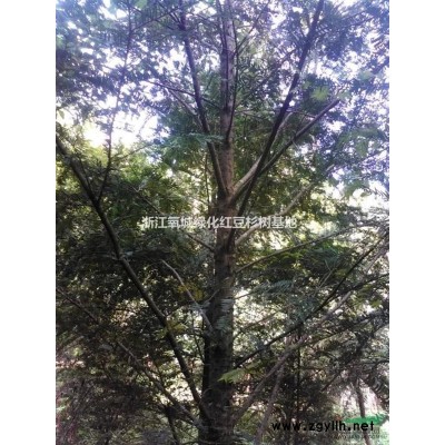 供应**具竞争力红豆杉树