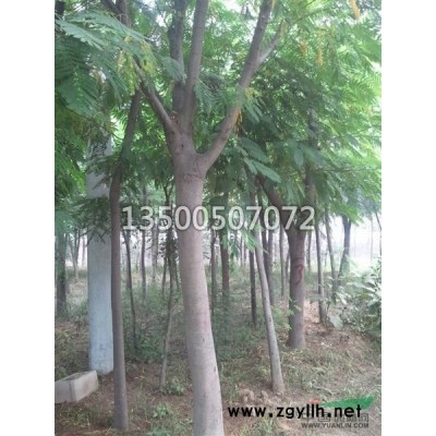 安徽紫薇 紫薇基地 紫薇价格 肥西紫薇 合肥紫薇