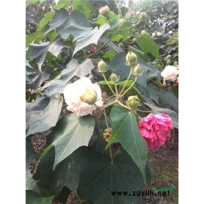 四川红叶石楠球 批发成都红叶石楠球 成都红叶石楠球基地