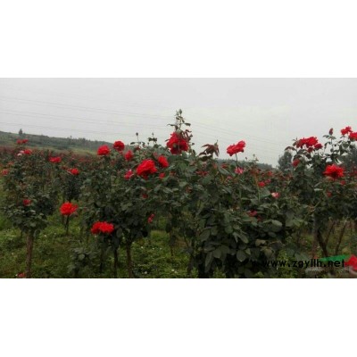 河南地区供应月季