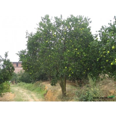 产地直销胡柚、香泡、香橼、香柚等