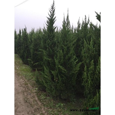 龙柏：高度1.2-3米，蜀桧：高度1.5-3米    量大