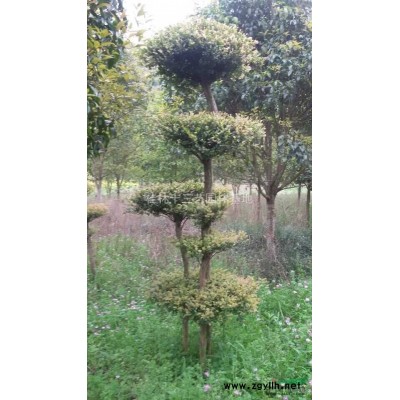 在哪里能找到造型珍珠黄杨，价格便宜造型珍珠黄杨哪里有