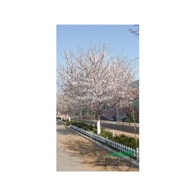 桂花树基地/亿林华源sell/公分桂