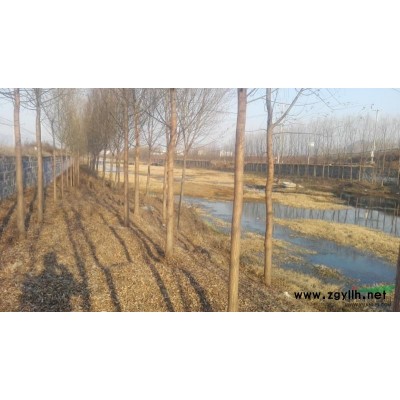 临沂地区 供应3000多棵胸径8～15公分竹柳