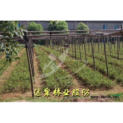 江西地区供应冠幅20-160公分龟甲冬青球