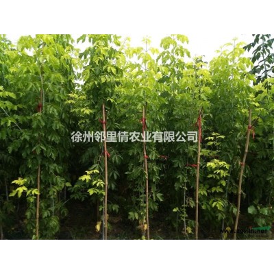 江苏徐州供应金叶复叶槭和复叶槭2-3公分