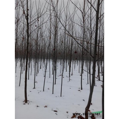 大量出售3—6公分速生法桐