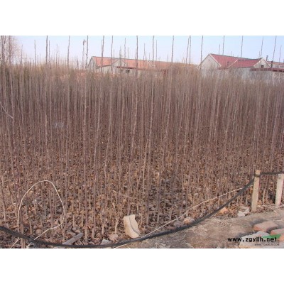 美国红枫红点扦插苗