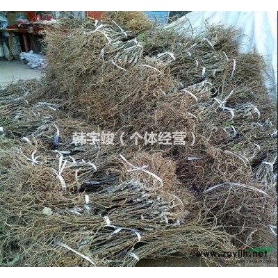 大量出售各种规格优质桂花小苗