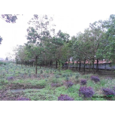 浙江一年生红枫/红枫照片