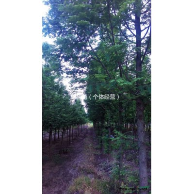 浙江金华水杉苗木供应