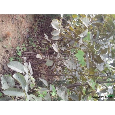 运城柿子树柿子苗基地1-50公分山西柿子苗价格