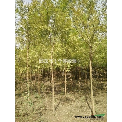 江苏省连云港速生国槐6公分--8公分