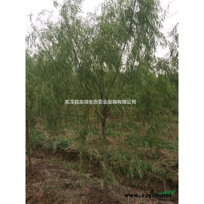 供应大量7-9公分垂柳，精品垂柳。江苏南京货源