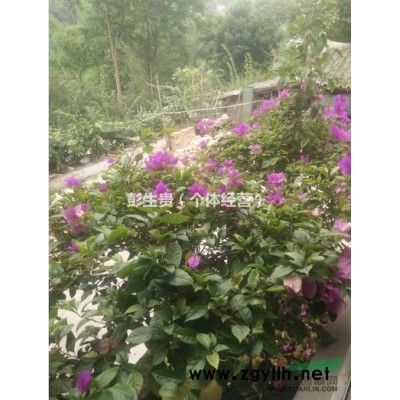 出售各种规格三角梅