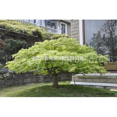 浙江地区供应高*精品羽毛枫（青枫）