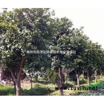 江苏桂花、桂花苗