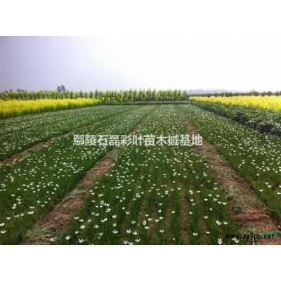 玫瑰花丛生紫薇