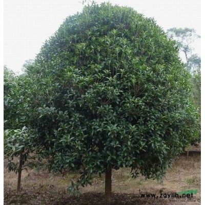 南方红豆杉 曼地亚北方红豆杉盆景