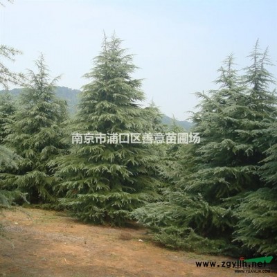 雪松 3米雪松价格 4米雪松价格 5米雪松价格 6米雪松价格