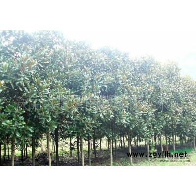 *新紫玉兰的价格行情