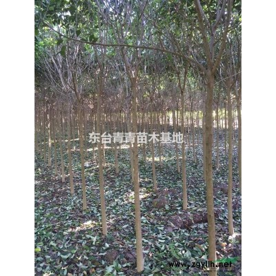 常年供应大叶女贞，水杉，栾树，枇杷，红叶石楠，规格*