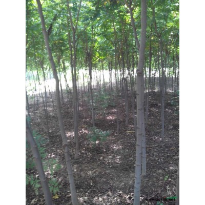 朴树 镇江朴树 筑巢苗圃