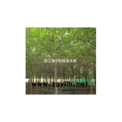 供应6-10公分湿地松，湿地松价格，*便宜湿地松批发价格