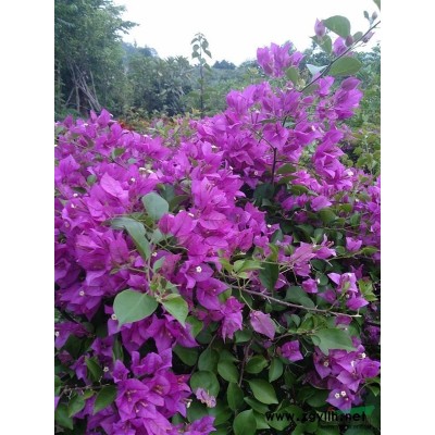 海南供应园林苗木